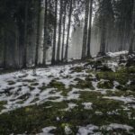 forest-nature-snow-4058-824×550